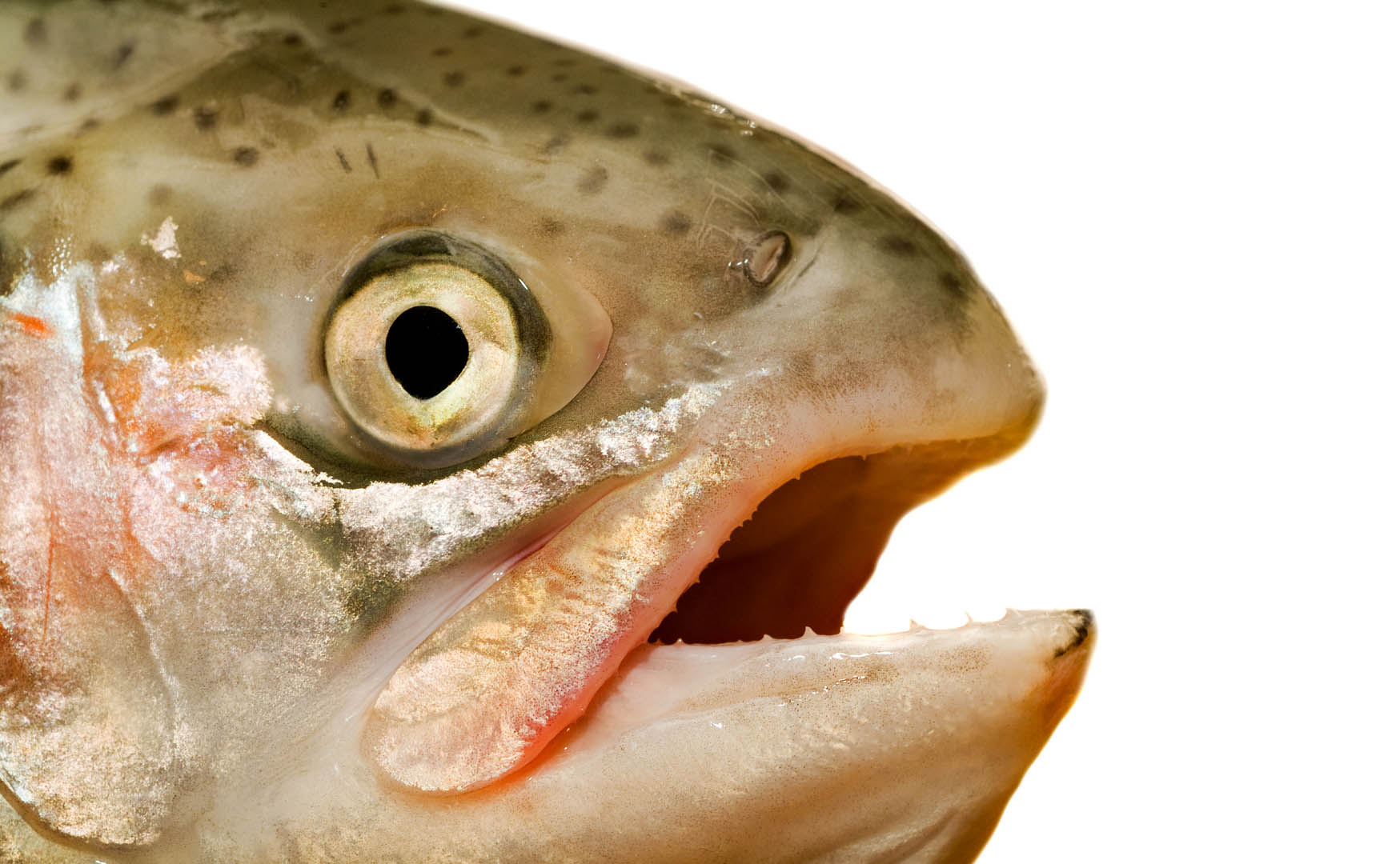 Ем глаза рыбы. Голова рыбы. Рыбьи головы. Морда селедки. Смешные рыбы.